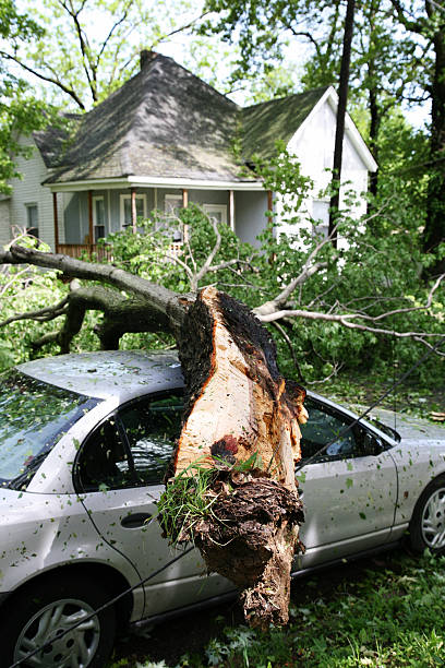 Who is responsible for removing fallen trees?